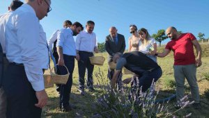 Safran'dan sonra lavanta üretimine rağbet arttı