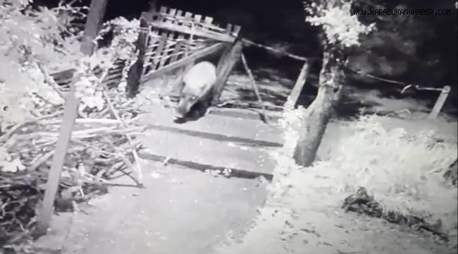 Yiyecek arayan domuz bahçe kapısını böyle kırdı