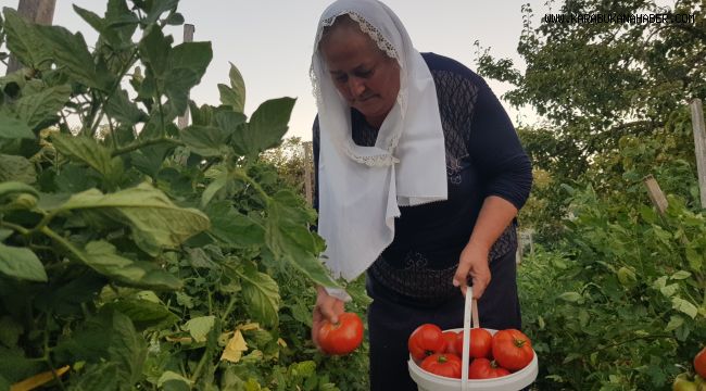Lezzetiyle vazgeçilmez olan coğrafi işaretli maniye domatesinde hasat sürüyor