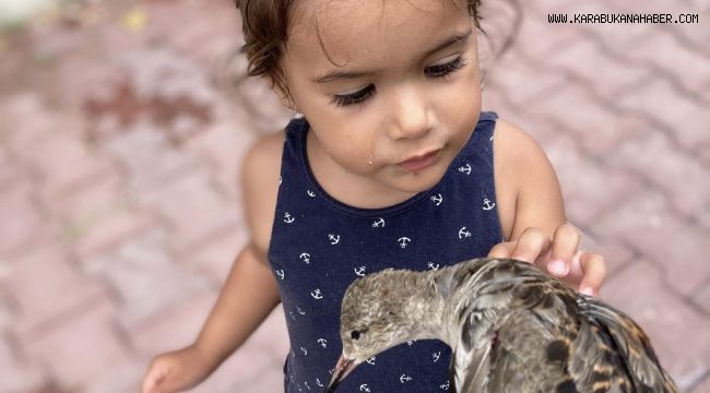 Yaralı halde bulunan dövüşkenkuş, tedavi altına alındı