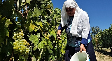 Coğrafi işaretli Çavuş Üzümü'nde hasat dönemi başladı
