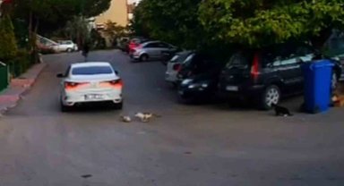 Kediyi ezip kaçan sürücüye 4 bin 554 lira ceza kesildi