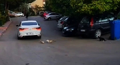 Otomobilin ezdiği kedinin yardımına diğer sokak kedileri koştu