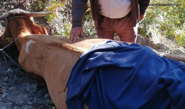 50 metrelik uçuruma yuvarlanan hayvan, 11 saatlik çalışmayla kurtarıldı