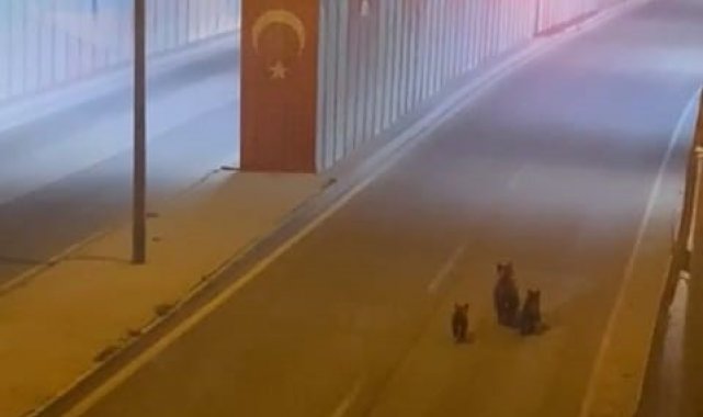 Aç kalan ayı yavrularıyla şehre indi