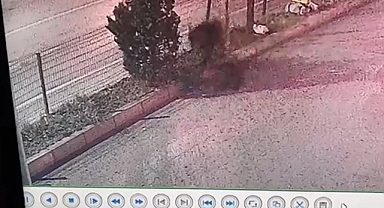 Anne ayı ve yavrusu Safranbolu'yu mesken tuttu