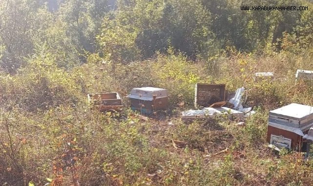 Ayı, iki arı kovanını parçaladı