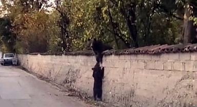 Ayı ve yavrusu Safranbolu'da şehre indi