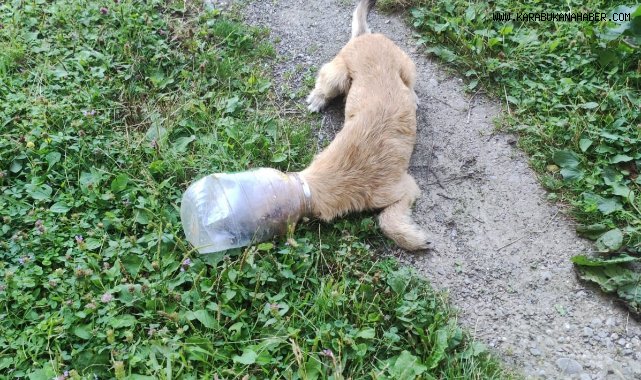 Başı bidona sıkışan köpek, zabıta ekiplerince kurtarıldı