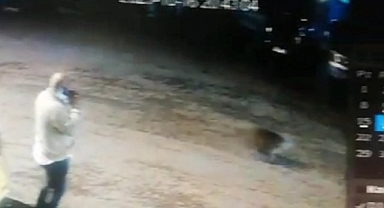 Çocuğunu ayıdan böyle kurtardı