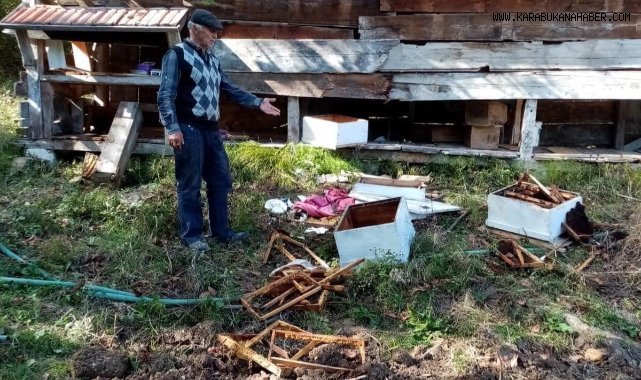 Evin bahçesine kadar gelen ayı, 40 kovan arıya zarar verdi