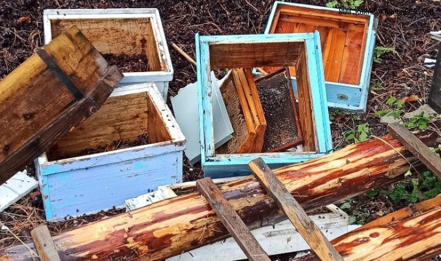 İlçe merkezine inen ayı kovanları parçaladı