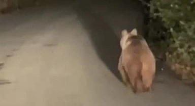 Köy yoluna çıkan ayı 