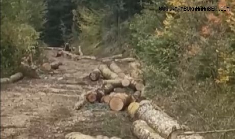 Orman kesim alanına gelen ayı, işçileri korkuttu