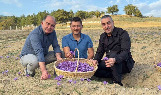 Safranova'da safran hasadı başladı