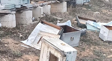 Aç kalan ayılar arı kovanlarını parçaladı