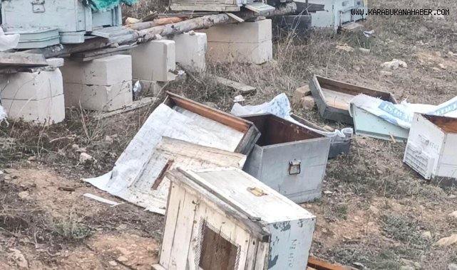 Aç kalan ayılar arı kovanlarını parçaladı