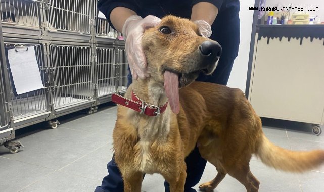 Alt çenesi alınan köpek ameliyatla hayata tutundu
