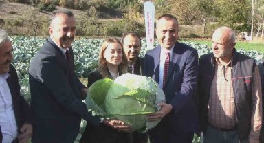 Coğrafi işaret yolundaki Eskipazar lahanası hasat edildi