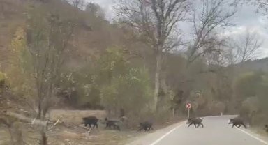 Domuz sürüsü cep telefonuyla görüntülendi
