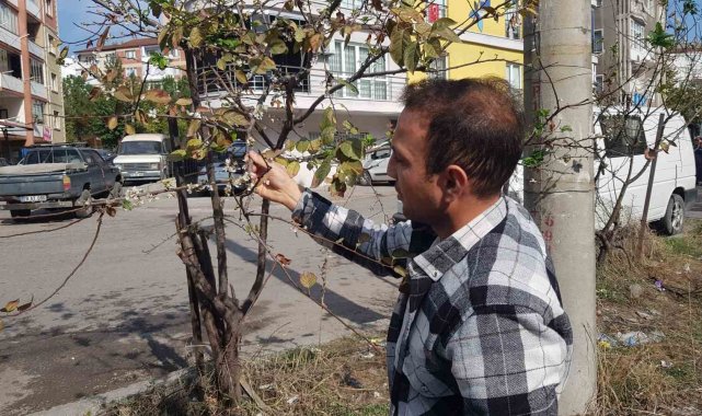 Erik ağacı Kasım'da çiçek açtı