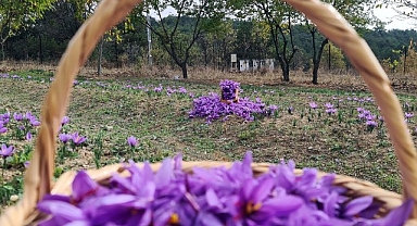 Kilosu 250 bin liradan satılan safranda rekolte düşük bekleniyor