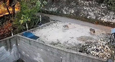 Köye inen ayılar ve kurtlar güvenlik kamerasına yansıdı