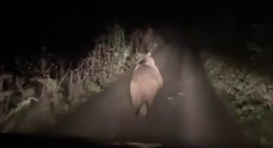 Otomobilden korkup kaçan ayı kamerada