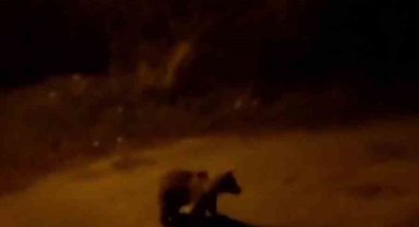 Şehir merkezine inen ayı ve yaban tavşanı kamerada