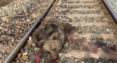 Tren yolu ayıların kabusu oldu