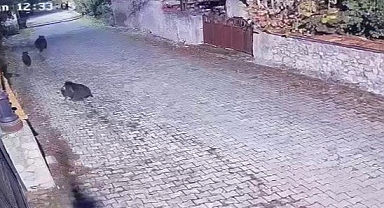 Yiyecek arayan ayılar güvenlik kamerasına yansıdı