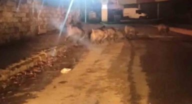Aç kalan domuzlar, soluğu Orman İşletme Müdürlüğü yerleşkesinde aldı