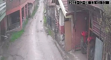 Aç kalan tilki tavuklara ve horoza saldırdı