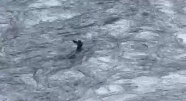 Akıntıya kapılan karaca kamerada