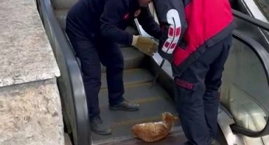 Ayağı yürüyen merdivene sıkışan kedi acı içerisinde yardım bekledi
