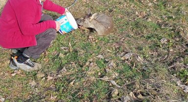 Bahçede bitkin halde bulunan karaca doğaya salındı