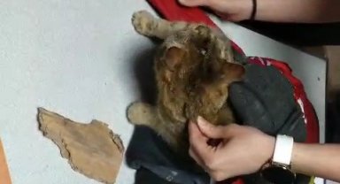Kafasını mama kutusuna sıkıştıran kedinin yardımına itfaiye ekipleri yetişti