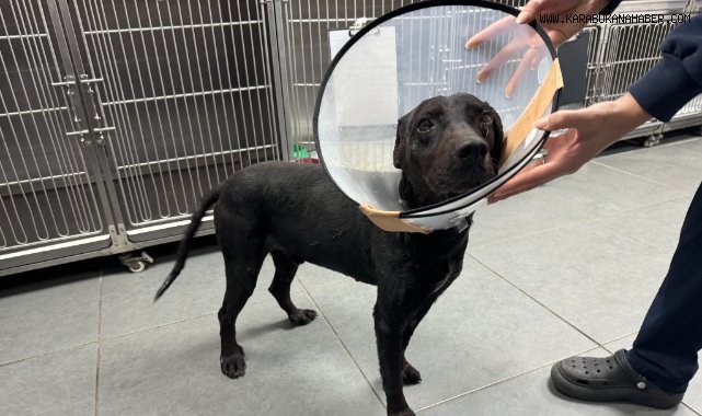 Tümör nedeniyle köpeğin kulağı ampute edildi