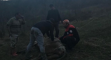 Dere yatağına düşerek mahsur kalan inek kurtarıldı