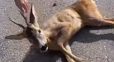 Aracın çarptığı yavru karaca tedavi altına alındı