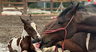 Atın doğum anı görüntülendi