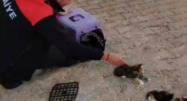 Havalandırmada mahsur kalan anne kedi ve yavrularını itfaiye ekipleri kurtardı