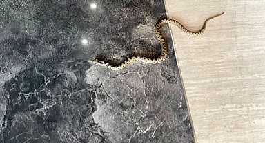 Karabük'te hava sıcaklıkları sonrası yılanlar çıkmaya başladı