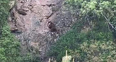 Kayalıklara tırmanan ayı kamerada