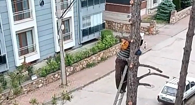 Metrelerce yükseklikte tehlikeli budama çalışması kamerada