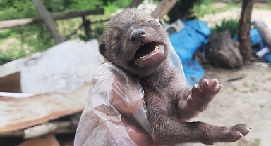Yavru çakalı köpeklerden kurtardı