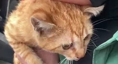 Yurt bahçesindeki ağaçta mahsur kalan kedi kurtarıldı