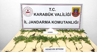 Ormanda kenevirleri sularken suçüstü yakalandı