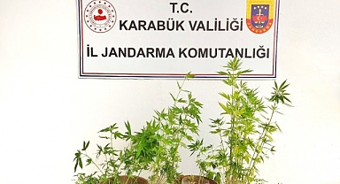 Ormanlık alanda kenevir eken şahıs tutuklandı