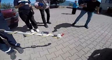 Otomobilin motor kısmına giren yılan paniğe neden oldu